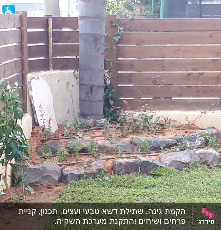 גינה עם צמחים, אבנים ועץ דקל